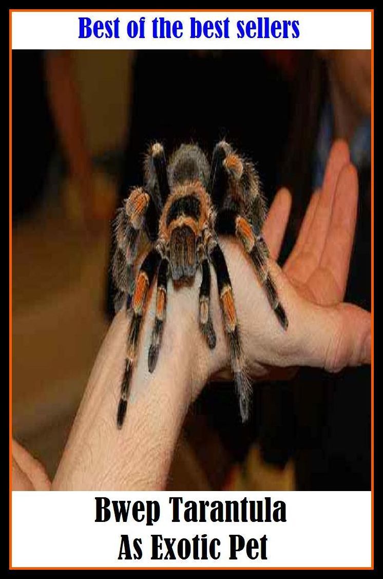 Best of the best sellery Bwep Tarantula As Exotic Pet ( alien, alluring, bizarre, colorful, curious, different, fascinating, glamorous, peculiar, romantic, strange )