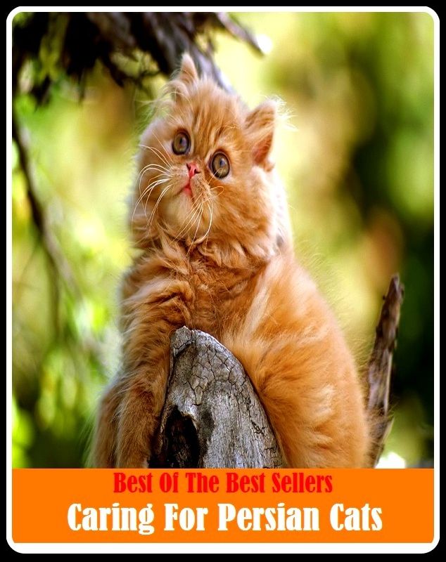 Best of the Best Sellers Caring For Persian Cats ( be anxious, panic, exercise, beat, care, take charge of, care, reck, fear, be concerned)