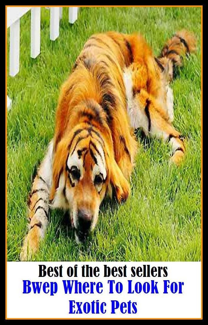 Best of the best sellery Bwep Where To Look For Exotic Pets ( alien, alluring, bizarre, colorful, curious, different, fascinating, glamorous, peculiar, romantic, strange )