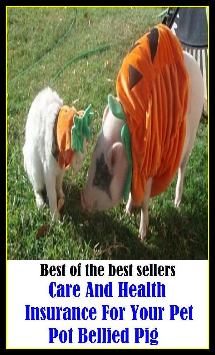 Best of the best sellery Care And Health Insurance For Your Pet Pot Bellied Pig ( condition, wholesomeness, euphoria, well-being, fitness, vigorousness, haleness, trim, healthiness, stamina, naturalness, salubrity )