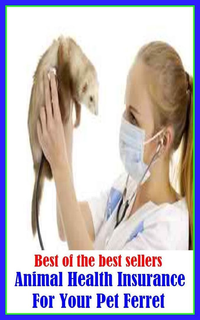 Best of the best sellery Animal Health Insurance For Your Pet Ferret ( condition, wholesomeness, euphoria, well-being, fitness, vigorousness, haleness, trim, healthiness, stamina, naturalness, salubrity )