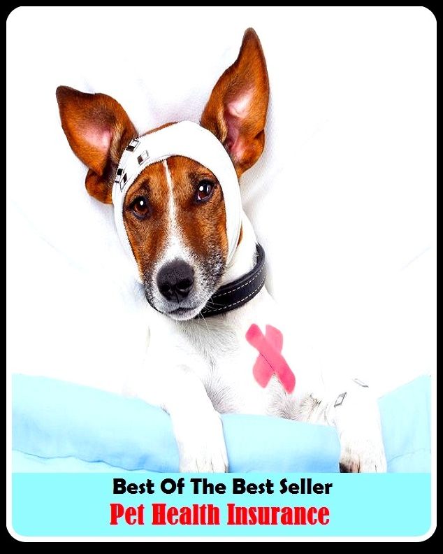 Best of the Best Sellers Pet Health Insurance ( well-being, healthiness, fitness, good condition, good shape, fine fettle, strength, vigor, wellness )