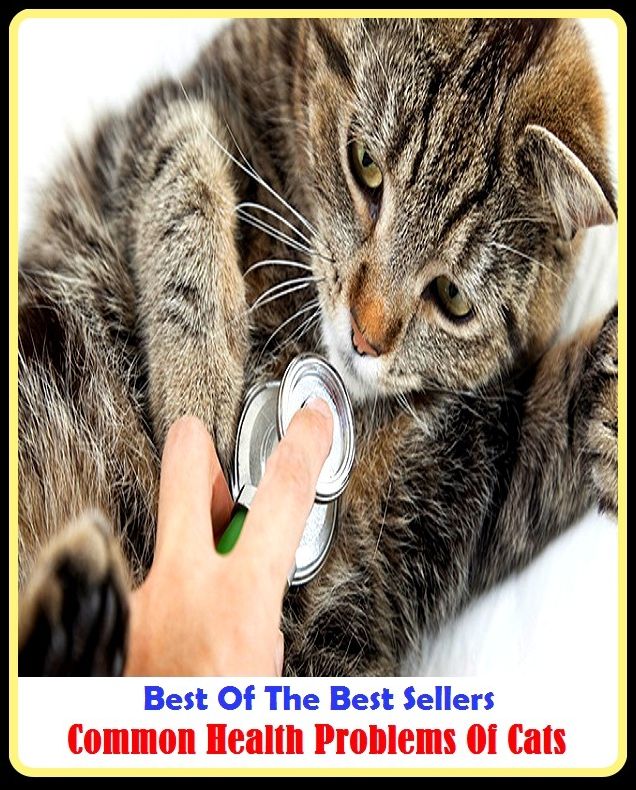 Best of the Best Sellers Common Health Problems Of Cats ( hygiene, happiness, cure, healing, recovery, recuperation, wellness, soundness, body, health)