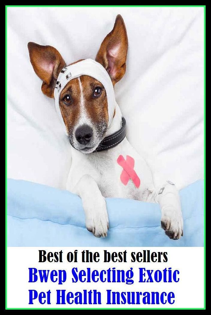 Best of the best sellery Bwep Selecting Exotic Pet Health Insurance ( condition, wholesomeness, euphoria, well-being, fitness, vigorousness, haleness, trim, healthiness, stamina, naturalness, salubrity )