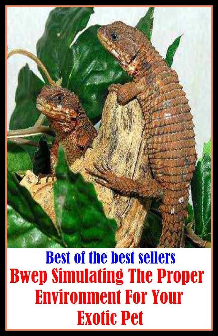 Best of the best sellery Bwep Simulating The Proper Environment For Your Exotic Pet ( alien, alluring, bizarre, colorful, curious, different, fascinating, glamorous, peculiar, romantic, strange )