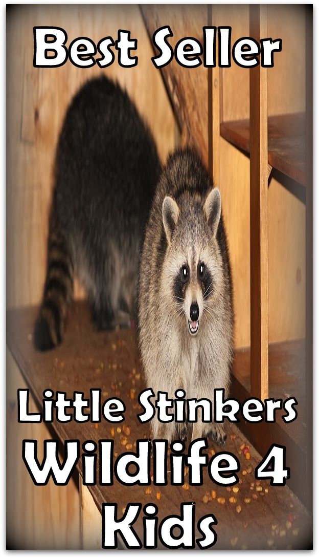 Kids: Best Seller Little Stinkers Wildlife 4 Kids ( spiders , crocodile , sea, creature, sea world, underwater world, horse, wild, forest, beast, animals, tiger, elephant, photo, fish, wildlife, ocean, shark, octopus )