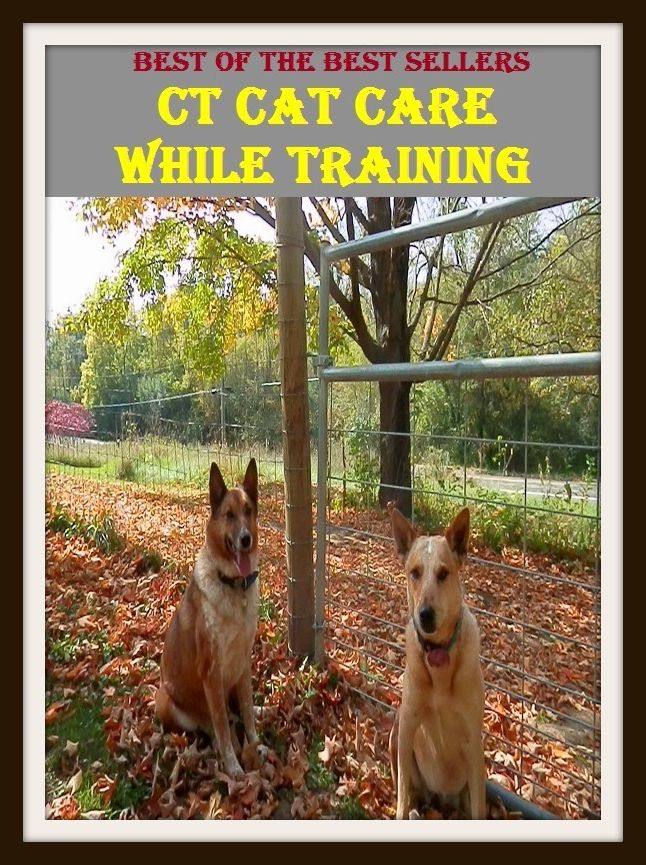 Best of the Best Sellers Ct Cat Care While Training (coaching, drill, education, teaching, schooling, workout, exercise, basics, buildup, instruction)