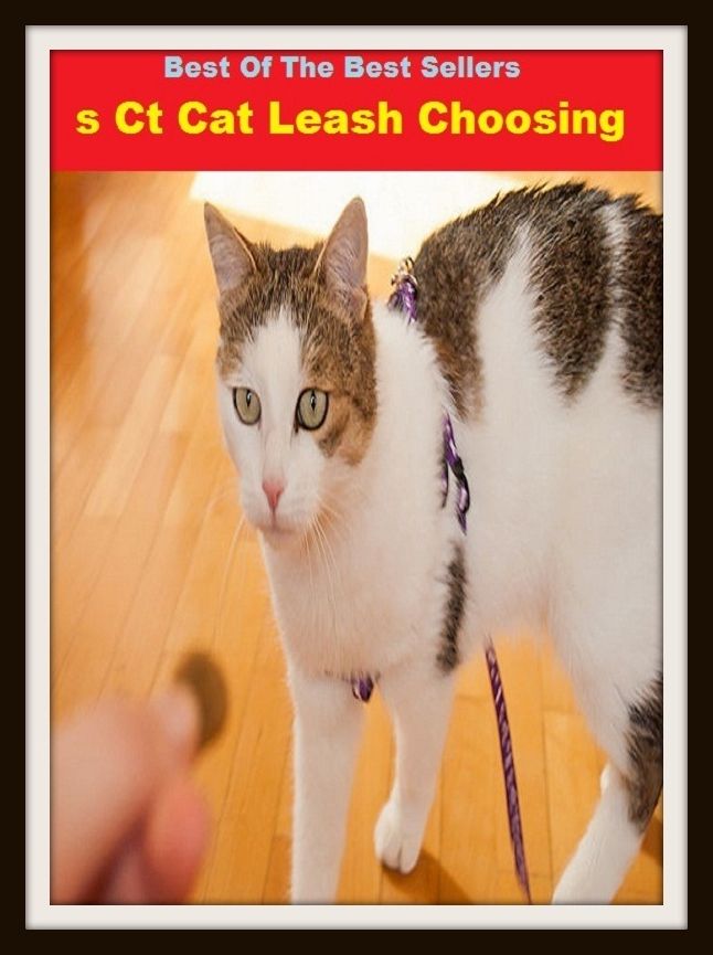 Best of the Best Sellers Cat Leash Choosing (chain, tether, leash, fetters, ope, cord, lacing, leash, cable, fillet)
