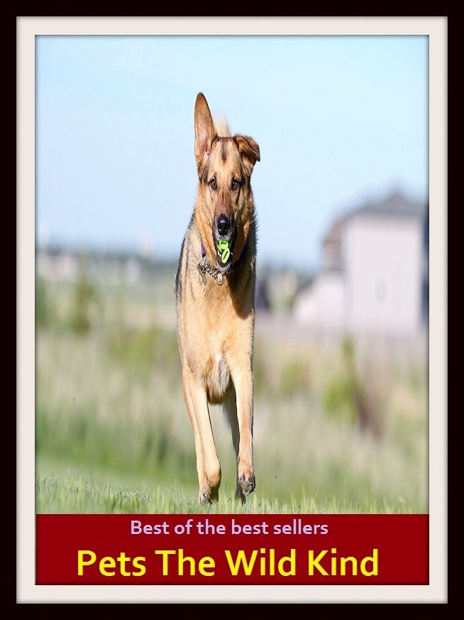 Best of the Best Sellers Pets The Wild Kind (madcap, ridiculous, ludicrous, foolish, rash, stupid, foolhardy, idiotic, absurd, silly, ill-considered, senseless)