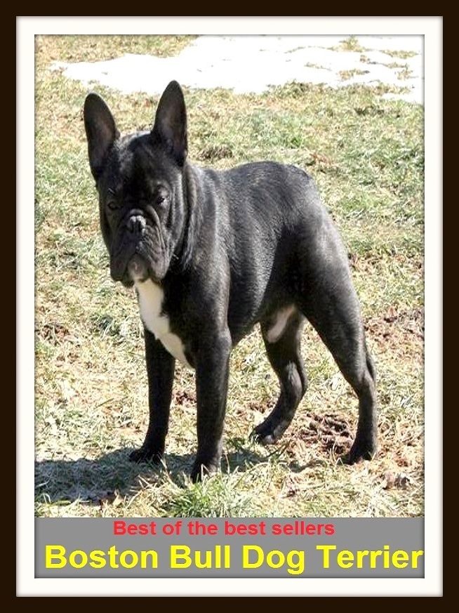 Best of the Best Sellers Boston Bull Dog Terrier ( Dog, hound, canine, mongrel, mutt, cur, pup, puppy, doggy/doggie, pooch, furball, man's best friend )