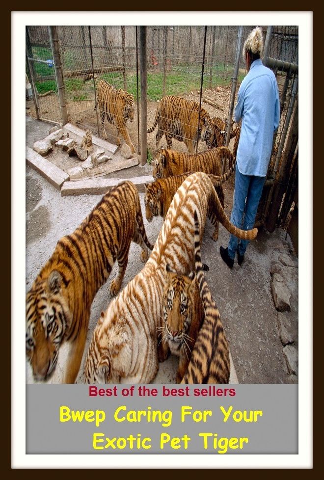 Best of the Best Sellers Bwep Caring For Your Exotic Pet Tiger ( cougar, cub, leopard, lynx, carnivore, cat, feline )