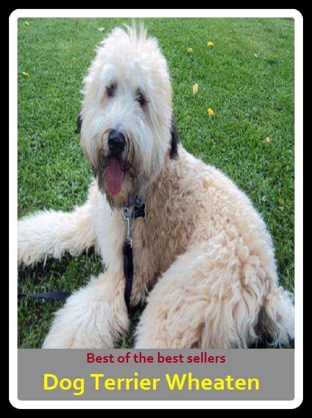 Best of the Best Sellers Dog Terrier Wheaten ( Dog, hound, canine, mongrel, mutt, cur, pup, puppy, doggy/doggie, pooch, furball, man's best friend )