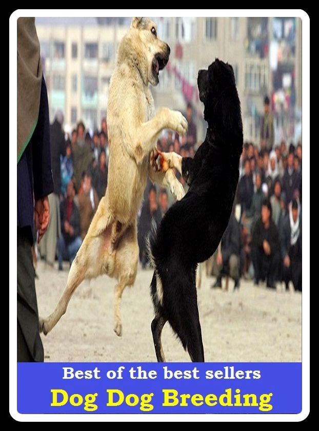 Best of the Best Sellers Dog Dog Breeding ( variety, stock, strain, type, kind, sort, child, offspring, progeny, generation, breed, imp)