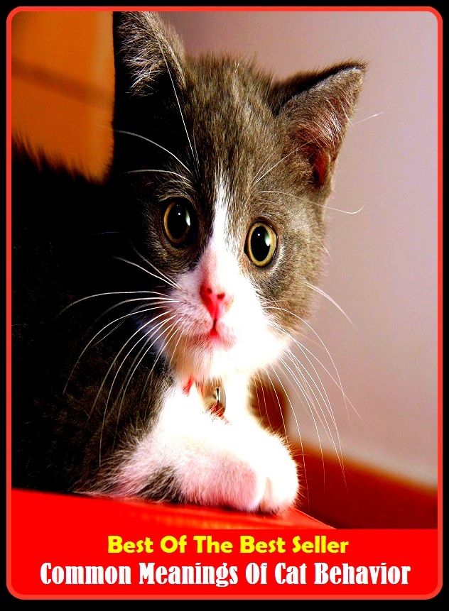 Best of the Best Sellers Common Meanings Of Cat Behavior (conduct, treatment, dealing, act, attitude, use, usage, behaviour, demeanour, demeanor)