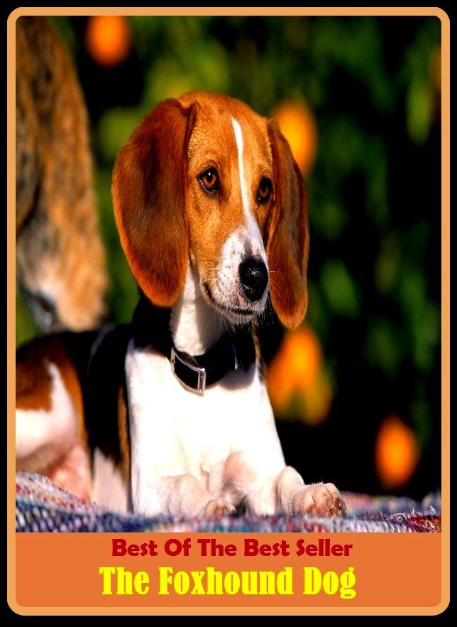 Best of the Best Sellers The Foxhound Dog (Afghan hound, wreck, Bedlington terrier, worm, Boston bull, wolfhound, Chihuahua, wire-haired terrier, Doberman pinscher, wienerwurst )