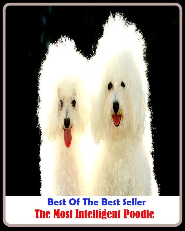 Best of the Best Sellers The Most Intelligent Poodle (acute, wise, alert, understanding, apperceptive, thirsty for knowledge, apprehending, teachable, apt, subjective, au fait )