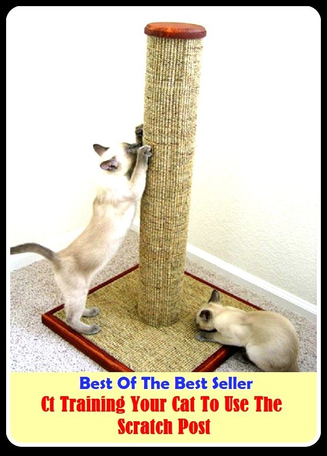 Best of the Best Sellers Ct Training Your Cat To Use The Scratch Post ( manufacture, formulation, preparation, construction, production, training, education, instruction, parade, teaching )