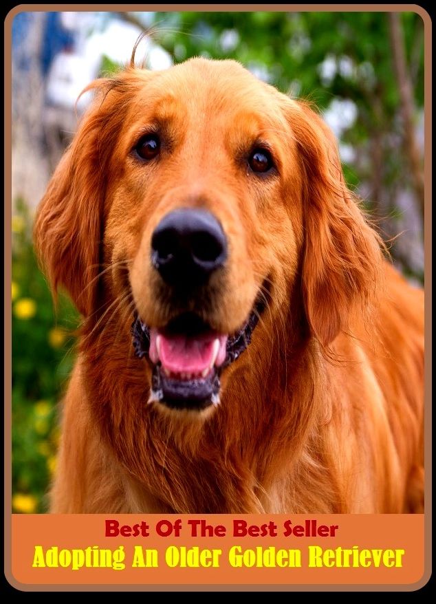 Best of the Best Sellers Adopting An Older Golden Retriever ( bring, win back, call for, shag, cover, secure, extract, salvage, fetch, revivify, free, revitalize )