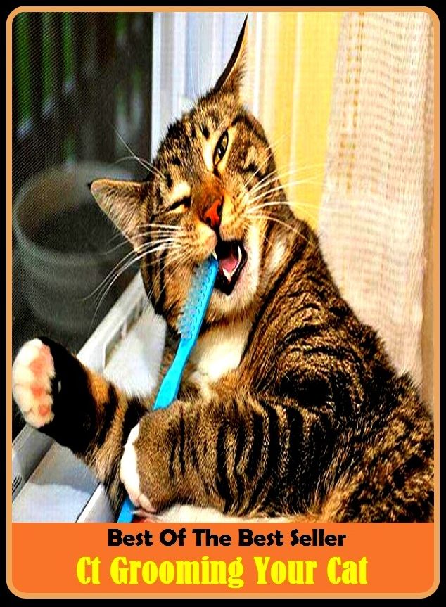 Best of the Best Sellers Ct Grooming Your Cat (cat, gib, grimalkin, greybeard, graybeard, the aged, grimalkin, Felis domesticus, inflammable, combustible)