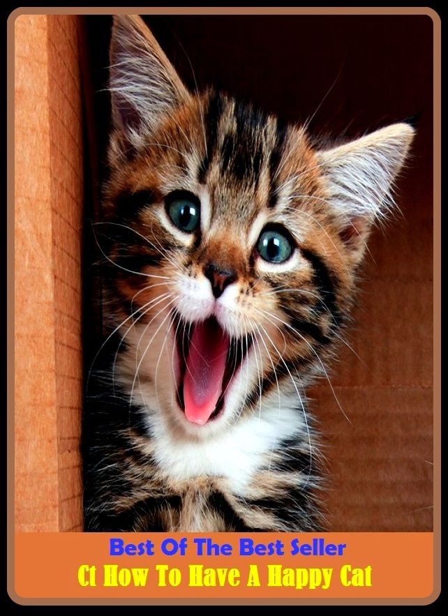 Best of the Best Sellers Ct How To Have A Happy Cat (glad, pleased, gladsome, gleeful, gleesome, blessed, blissful, comfortable, glad, satisfied)