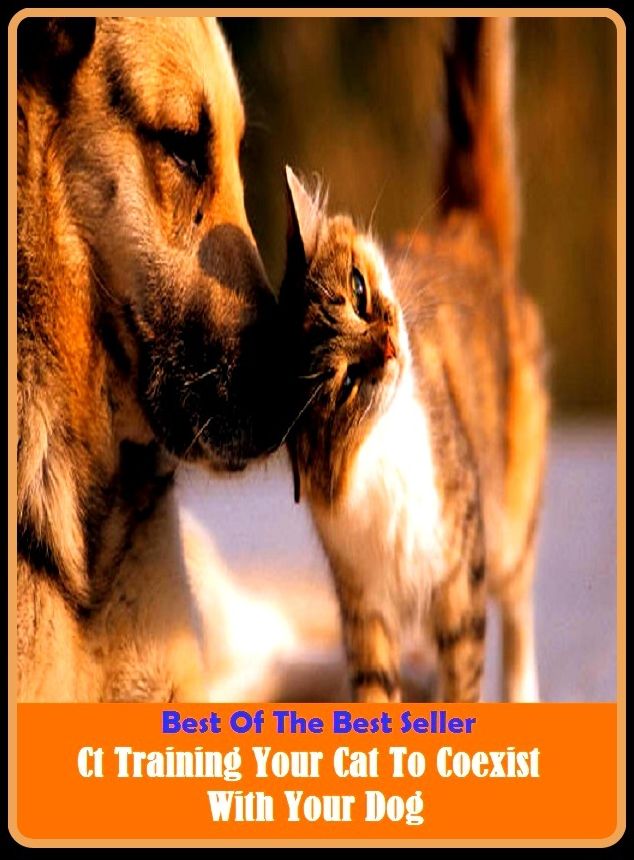 Best of the Best Sellers Ct Training Your Cat To Coexist With Your Dog ( dog, doggie, pooch, sheepdog, house dog, barker, Sirius, hunter, broker, tout )