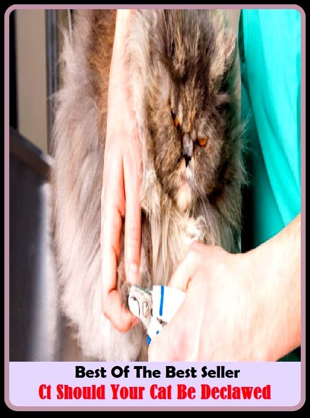 Best of the Best Sellers Ct Should Your Cat Be De Clawed ( scratch, lacerate, tear, rip, scrape, graze, dig into, clawed, mark, line )