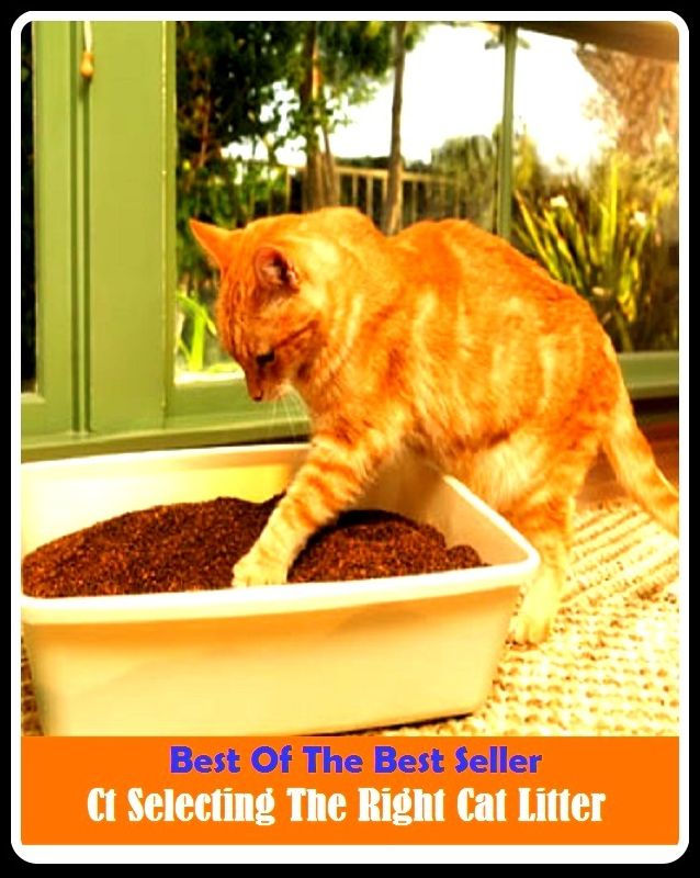 Best of the Best Sellers Ct Selecting The Right Cat Litter ( refuse, junk, waste, debris, scraps, leavings, fragments, detritus, trash, rubbish )