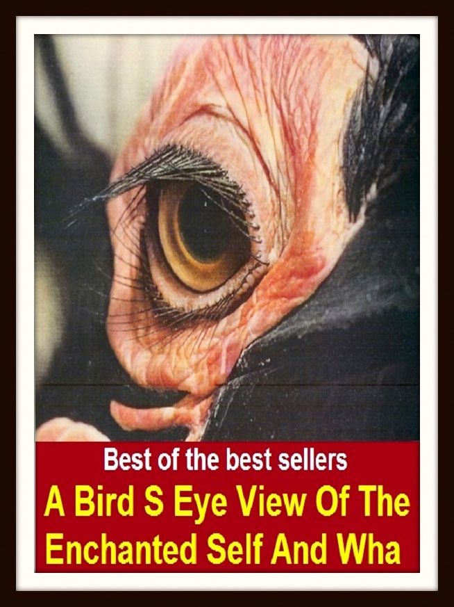 Best of the Best Sellers A Bird S Eye View Of The Enchanted Self And Wha (fowl, game,bold, heroic, spirited, nervy, disposed, inclined, courageous, persistent, dogged, interested, dauntless, plucky, eager, persevering, desirous, resolute, gallant, prepare