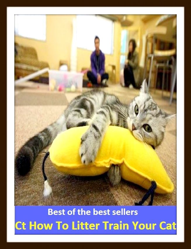 Best of the Best Sellers Ct How To Litter Train Your Cat (railway carriage, engine, stream, genre, clause, flow, flowing, train, string)