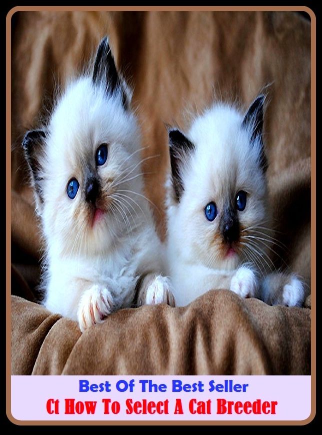 Best of the Best Sellers Ct How To Select A Cat Breeder (option, choice, like, taste, liking, will, selection, election, volition, choice, alternative)