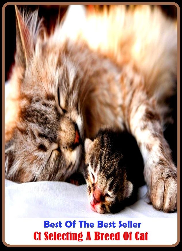 Best of the Best Sellers Ct Selecting A Breed Of Cat ( stock, strain, type, kind, sort, child, offspring, progeny, generation, breed )