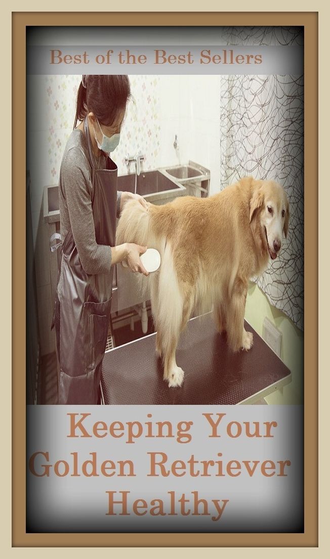 How to Keep Your Golden Retriever Healthy ( bring, win back, call for, shag, cover, secure, extract, salvage, fetch, revivify, free, revitalize, get back, return, go and get, resuscitate )