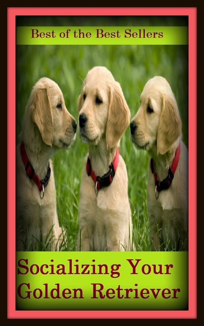 Best of the Best Sellers Socializing Your Golden Retriever ( bring, win back, call for, shag, cover, secure, extract, salvage, fetch, revivify, free, revitalize, get back, return )