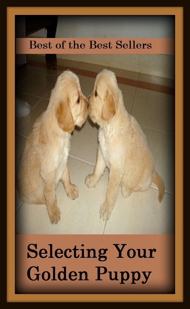 Best of the Best Sellers Selecting Your Golden Puppy ( Beau Brummel, youth, bandog, yeanling, birdling, wise-ass, blade, whippersnapper, boldface, weaner, bowwow, )