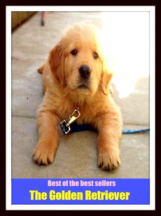 Best of the Best Sellers The Golden Retriever (bring, win back, call for, shag, cover, secure, extract, salvage, fetch, revivify, free, revitalize, get back, return, go and get )