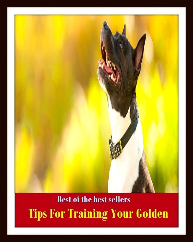 Best of the Best Sellers Tips For Training Your Golden ( acclimation, warm-up, accommodation, vocational education, adaption, tutelage, apprenticeship, tryout, basic training, treatment )