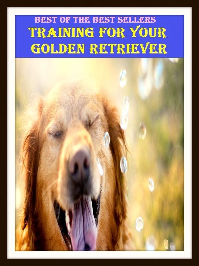 Best of the Best Sellers Training For Your Golden Retriever (acclimation, warm-up, accommodation, vocational education, adaption, tutelage, apprenticeship, tryout, basic training, treatment )