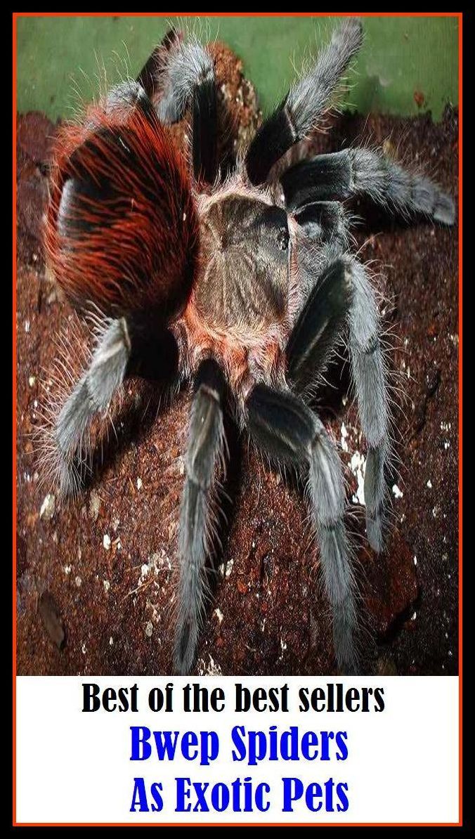 Best of the best sellery Bwep Spiders As Exotic Pets ( alien, alluring, bizarre, colorful, curious, different, fascinating, glamorous, peculiar, romantic, strange )
