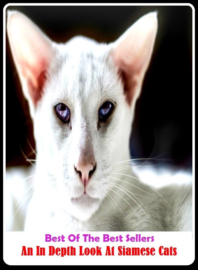 Best of the Best Sellers An In Depth Look At Siamese Cats ( thickness, altitude, deep-drawing, ravine, depth, deepness, deep, deepness, deep, thick, brine)