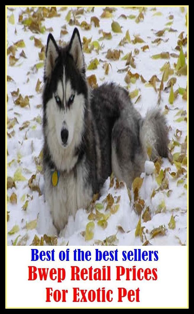 Best of the best sellery Bwep Retail Prices For Exotic Pet ( alien, alluring, bizarre, colorful, curious, different, fascinating, glamorous, peculiar, romantic, strange )