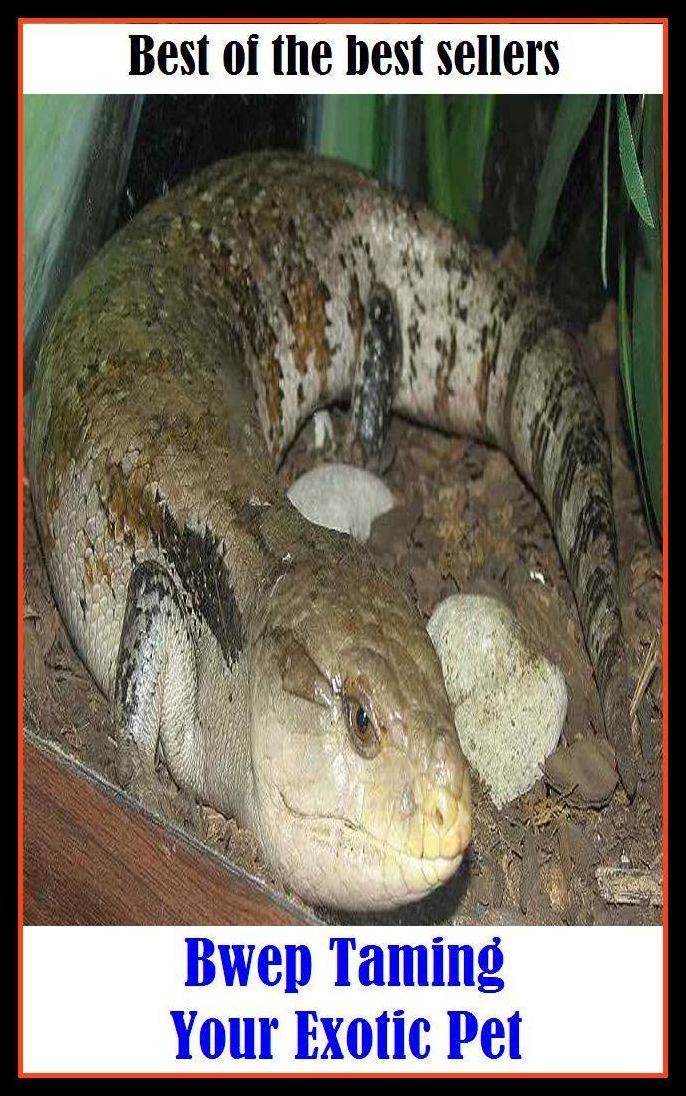 Best of the best sellery Bwep Taming Your Exotic Pet ( alien, alluring, bizarre, colorful, curious, different, fascinating, glamorous, peculiar, romantic, strange )