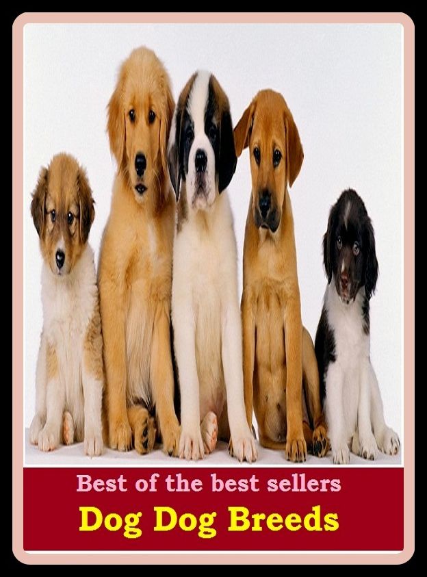 Best of the Best Sellers Dog Dog Breeds ( variety, stock, strain, type, kind, sort, child, offspring, progeny, generation, breed, imp)