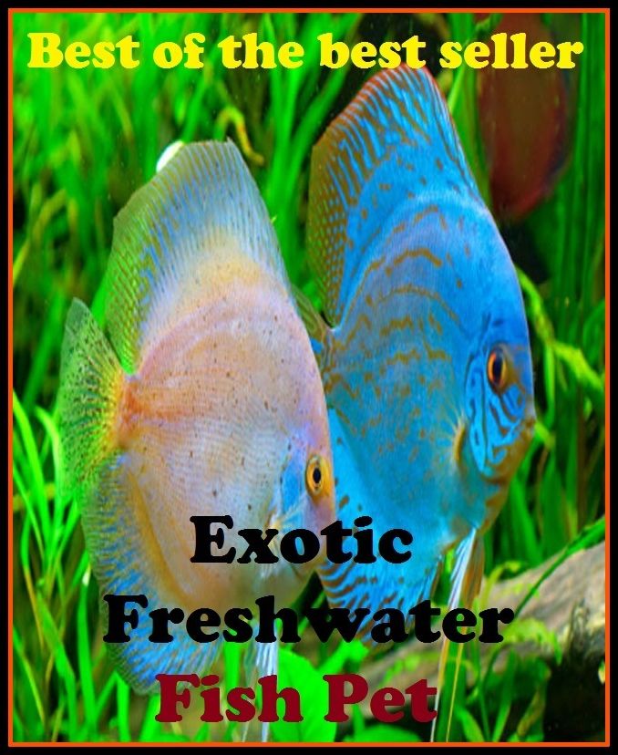 Best of the best sellers Exotic Freshwater Fish Pet ( cherished, darling, rdear, deare, arendearing, favored, loved, preferred, special, affectionate )