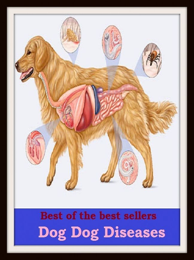 Best of the Best Sellers Dog Dog Diseases ( illness, sickness, ill health, infection, ailment, malady, disorder, complaint, affliction, condition, indisposition )