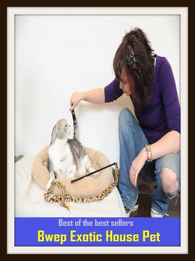 Best of the best sellers Bwep Exotic House Pet ( cherished, darling, rdear, deare, arendearing, favored, loved, preferred, special, affectionate )
