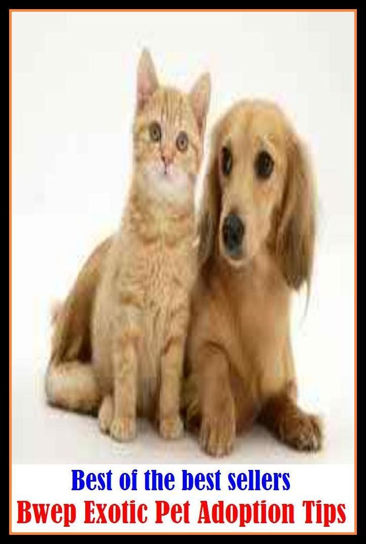 Best of the best sellers Bwep Exotic Pet Adoption Tips ( taking, receiving, reception, adoption, acceptance, assumption, acceptance, approval, enactment, endorsement )