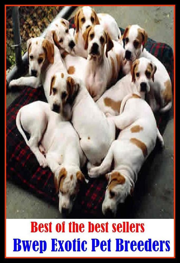 Best of the best sellers Exotic Pet Breeders ( cherished, darling, rdear, deare, arendearing, favored, loved, preferred, special, affectionate )