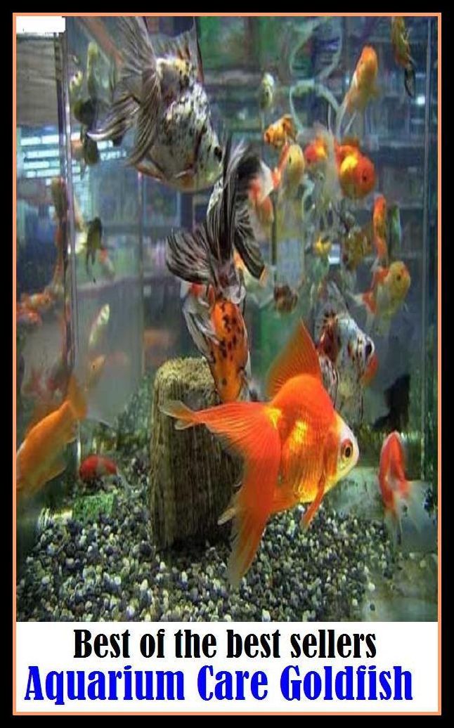 Best of the Best Sellers Aquarium Care Goldfish ( safekeeping, supervision, custody, charge, protection, control, responsibility, guardianship, wardship; help )