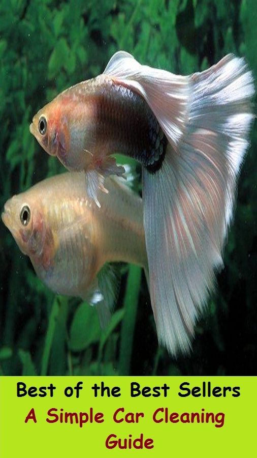 Best of the Best Sellers Aquarium Care Guide ( safekeeping, supervision, custody, charge, protection, control, responsibility, guardianship, wardship, help )
