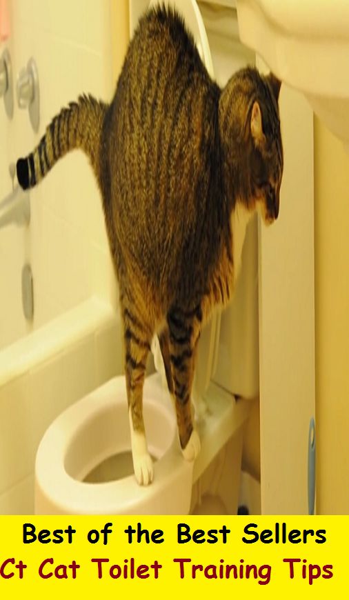 Best of the Best Sellers Ct Cat Toilet Training Tips (water closet, basement, urinal, bedpan, toilet room, can, throne, chamber pot, rest room, chemical toilet)